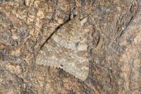 Catocala nupta