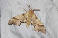 Marumba quercus