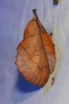 Gastropacha quercifolia