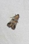 Acrobasis