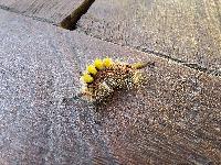 Orgyia antiqua