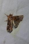 Callopistria juventina
