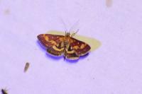Pyrausta purpuralis