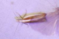 Dichomeris marginella