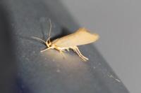 Crassa unitella