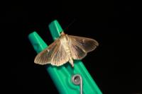 Cydalima perspectalis