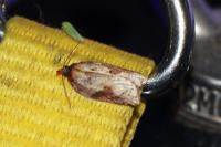 Acleris schalleriana