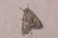 Acronicta aceris