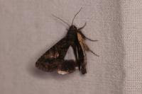 Aedia leucomelas