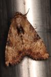 Apamea scolopacina