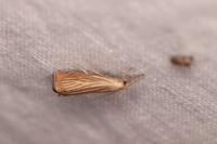 Chrysoteuchia culmella