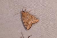 Cosmia trapezina