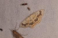 Cyclophora annularia
