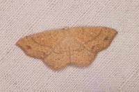 Cyclophora ruficiliaria