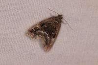 Deltote pygarga