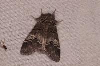 Drymonia querna