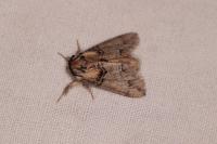 Drymonia velitaris