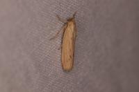 Ematheudes punctella