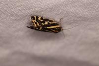 Emmelia trabealis