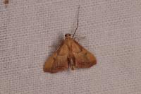 Endotricha flammealis