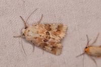 Eremobia ochroleuca