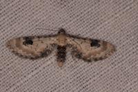 Eupithecia centaureata