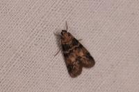 Euzophera pinguis