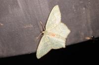 Hemithea aestivaria