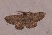 Hypomecis punctinalis