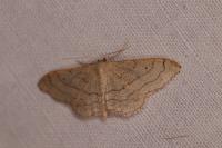 Idaea aversata
