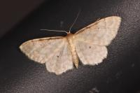 Idaea fuscovenosa