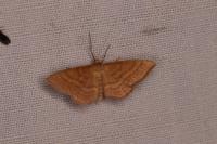 Idaea ochrata