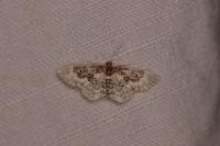 Idaea rusticata