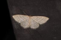 Idaea subsericeata
