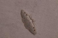 Lomographa bimaculata