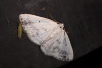Lomographa temerata