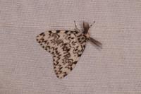 Lymantria monacha