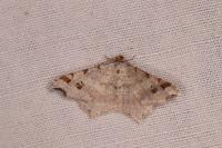 Macaria alternata