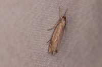 Metacrambus carectellus