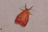 Miltochrista miniata