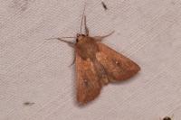 Mythimna albipuncta