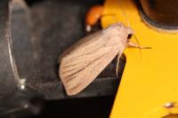 Mythimna pudorina