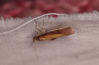 Oncocera semirubella