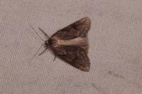 Pachycnemia hippocastanaria