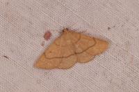 Paracolax tristalis