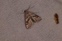 Parapoynx stratiotata