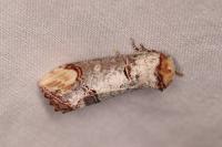 Phalera bucephala