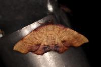Plagodis dolabraria