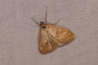 Sitochroa verticalis