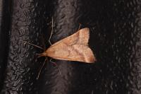 Synaphe punctalis